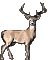 bigen.gif